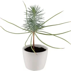 Arbre de naissance - Radis et Capucine