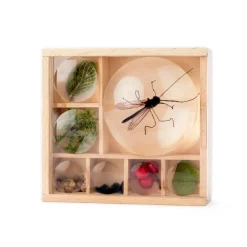 Boite loupe pour collectionner les insectes - Huckleberry