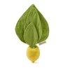 Doudou de dentition - Oli and Carol - Lou le citron