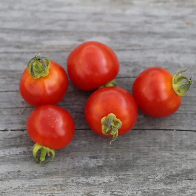 Kit d'activités - Semis tomate - Botaki