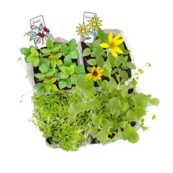 L'atelier mini potager - Radis et Capucine