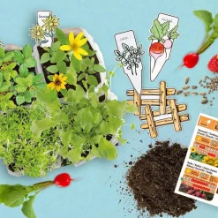 L'atelier mini potager - Radis et Capucine
