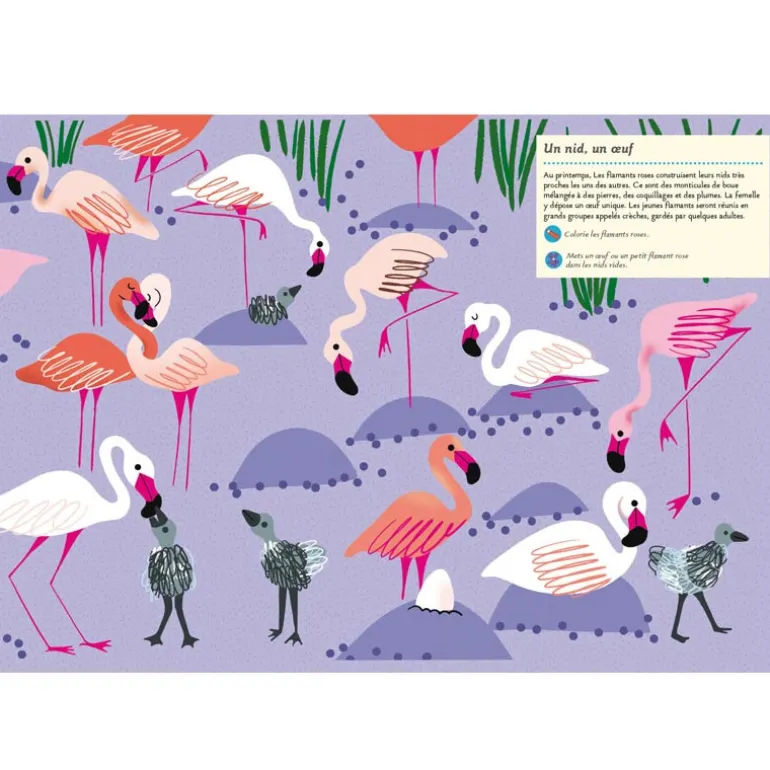 Mon cahier Nature : faune et flore du printemps - Amaterra