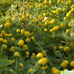 Plante qui pétille à faire pousser - Radis et Capucine