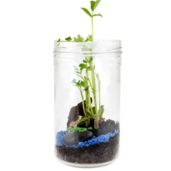 Terrarium de la savane - Radis et Capucine